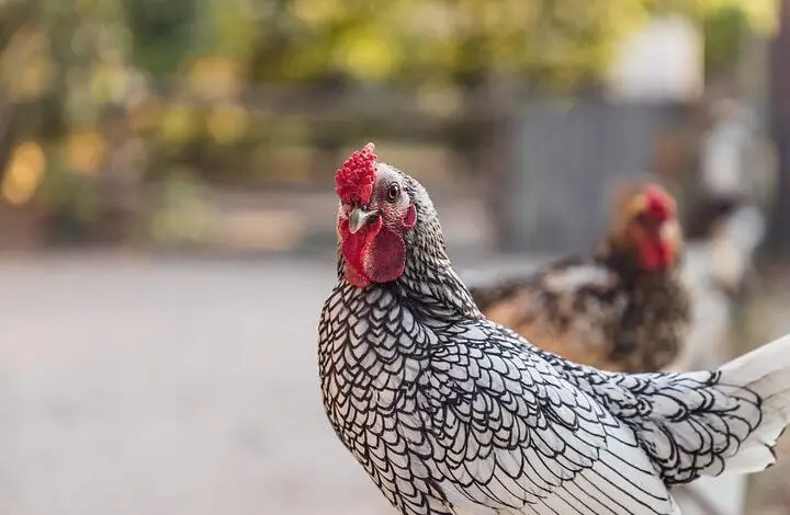 Sama-sama Naik, Harga Daging Ayam dan Jengkol Balapan