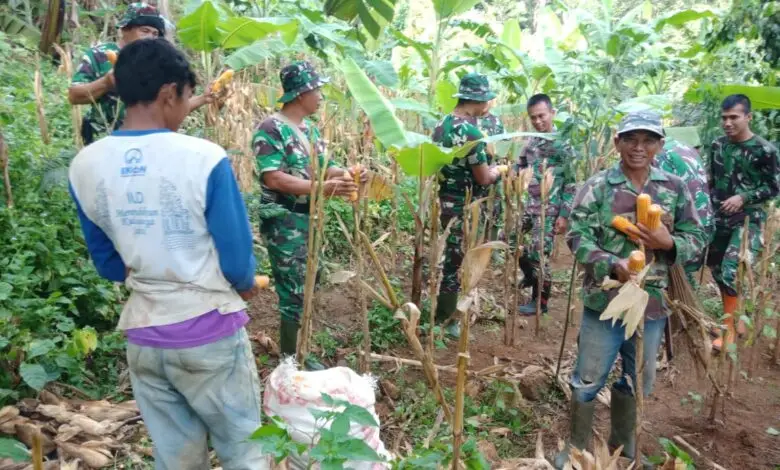 Satgas TMMD Ikut Panen Jagung Bareng Masyarakat Cikalongkulon