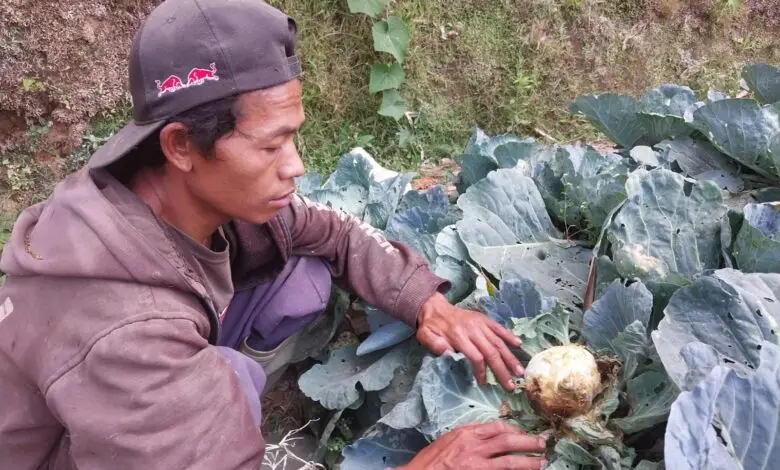 Sedihnya Jadi Petani Kol Musim Kemarau, Banyak Hama Harga Jual Murah