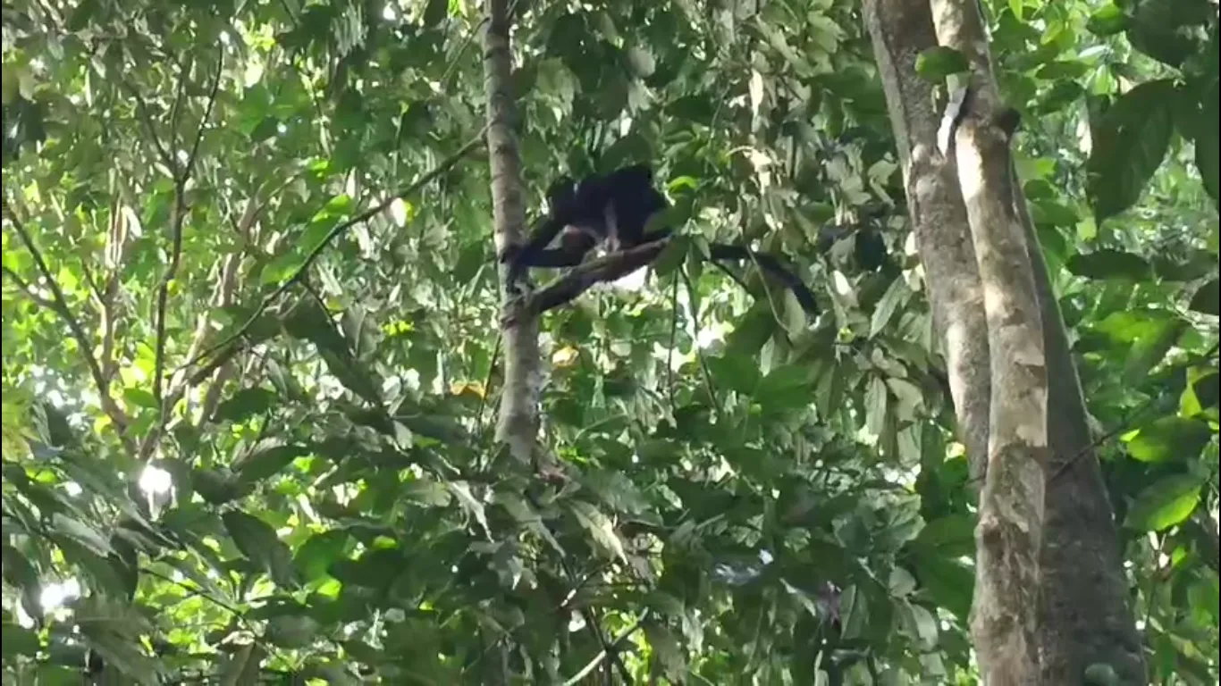 Seekor Lutung Jawa Teror Warga Cibeber Cianjur, Kejar Anak-anak dan Rusak Properti
