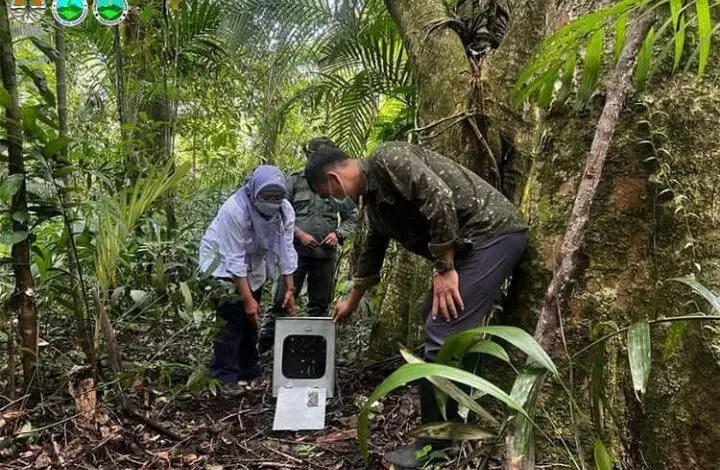 Sempat Berkeliaran, Seekor Kukang Jawa Dilepasliarkan di TNGGP