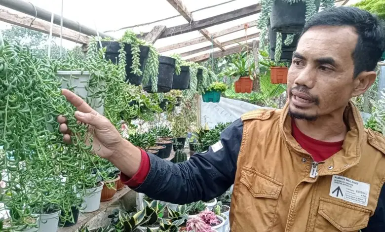 Sepi Pembeli, Omzet Pengusaha Tanaman Hias Cianjur Turun Drastis
