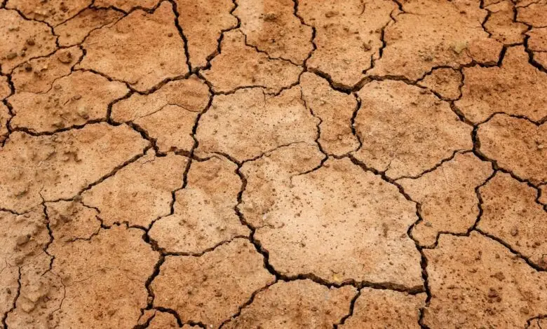 Seribuan Lahan di Cianjur Puso, Sebagian Terselamatkan Hujan