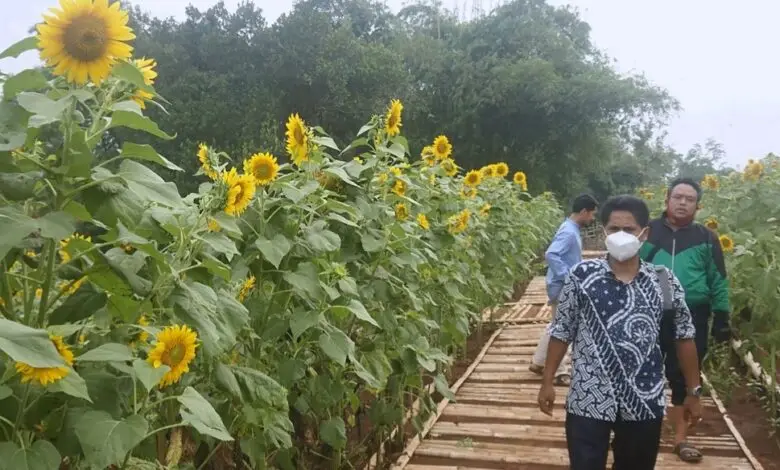 Taman Bunga Matahari Ciranjang Segera Diresmikan