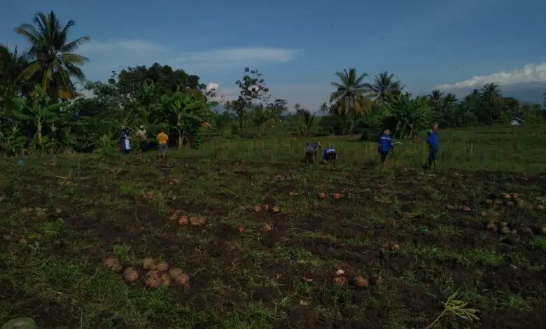Tanaman Porang di Cianjur Panen, Petani Untung Ratusan Juta Rupiah