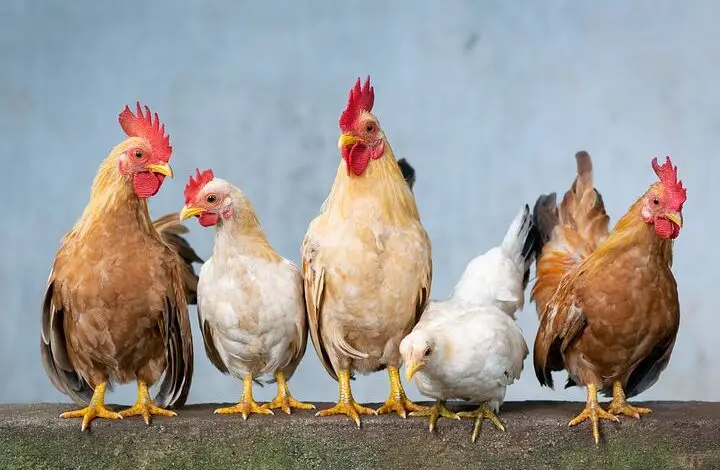 Teka-teki Ada Ayam 10 Dikali 2 Diambil 8 Jadi Berapa? Masih Banyak yang Salah