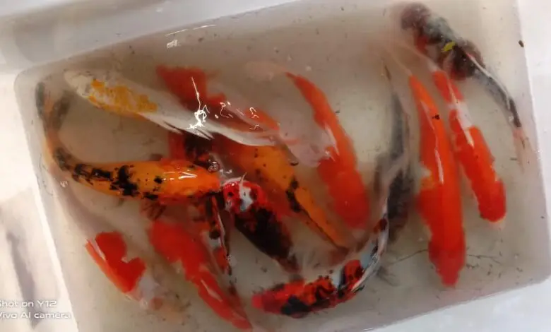 Tekan Stres Selama Pandemi Covid-19, Memelihara Ikan Koi Makin Diminati