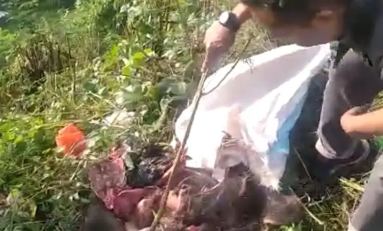 Temukan Potongan Daging Babi Hingga 8 Karung di Pinggir Jalan