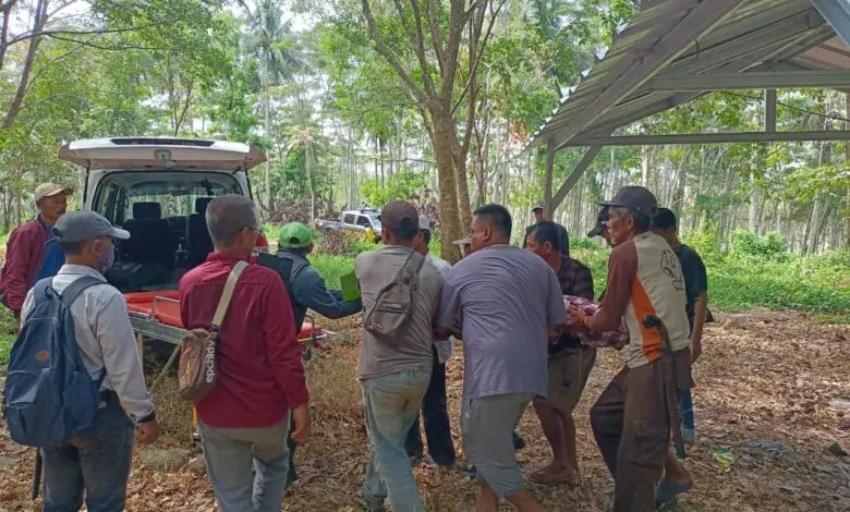 Tertimpa Pohon, Seorang Warga di Agrabinta Cianjur Tewas saat Bekerja