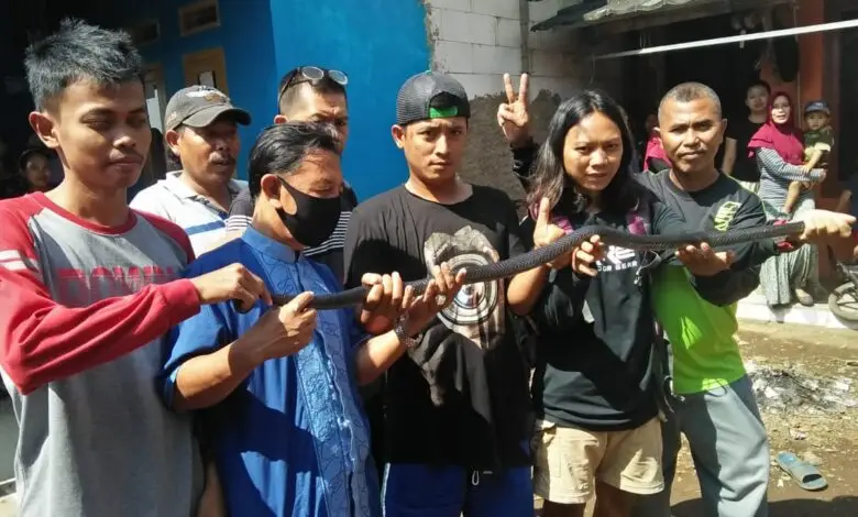 Ular Kobra Jawa yang Patuk Petani di Cianjur hingga Tewas Ditangkap