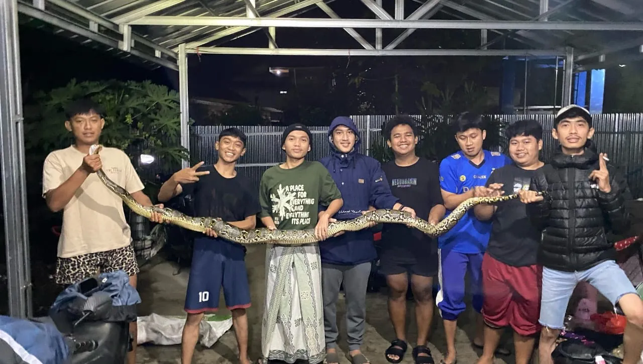 Ular Piton 2,5 Meter Nyaris Masuk Rumah, Warga Cianjur Berani Tangkap dengan Tangan Kosong