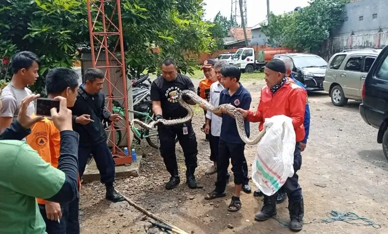 Ular Sanca Peliharaan Anggota Retana Kabur, Kantor BPBD Cianjur Heboh!