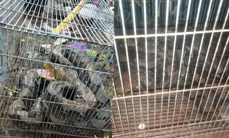 Ular Segede Gaban Ditangkap di Gekbrong, Bikin Kaget Pemuda yang Bangunkan Sahur