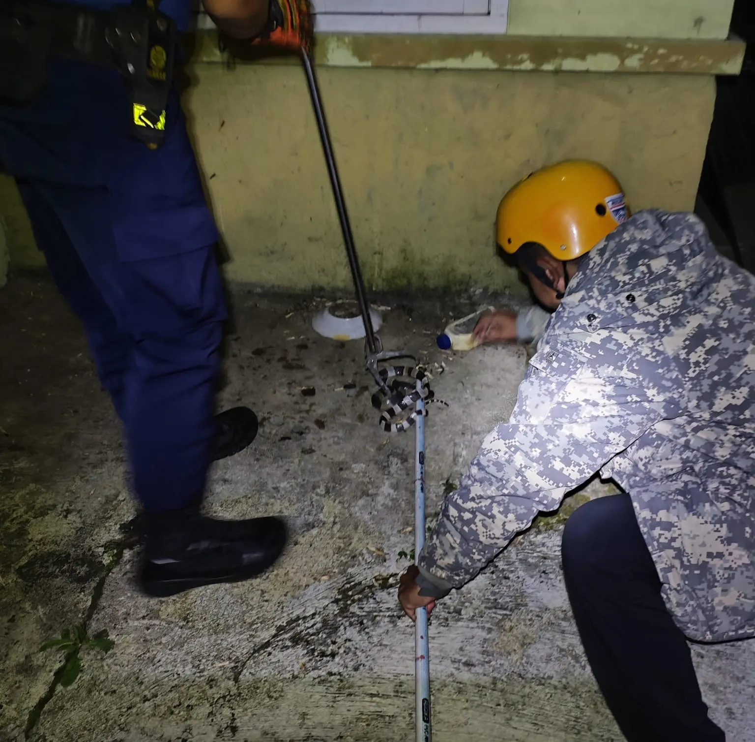 Ular Welang Masuk Perumahan di Cipanas, Damkar Sigap Evakuasi dalam 10 Menit