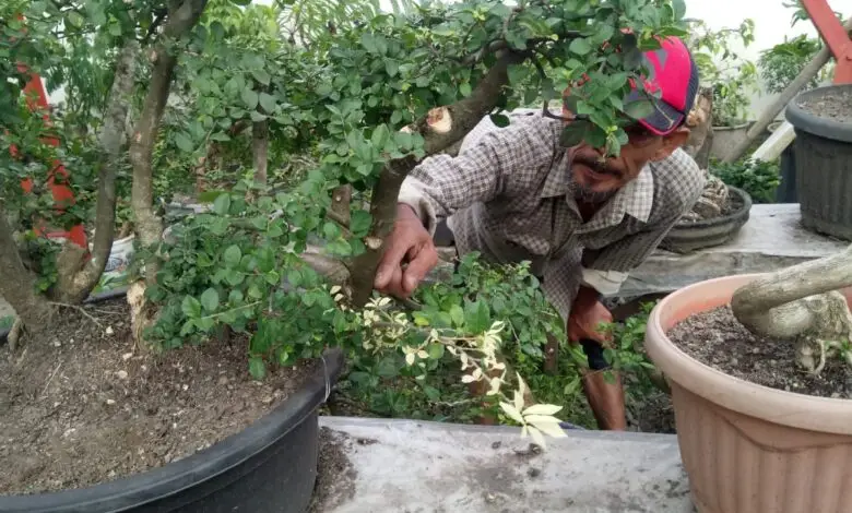 Unik, Bonsai Serut Varigata di Bojongpicung Ditawar 2,5 Juta Rupiah