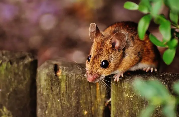 Usai Corona, Kini Muncul Hantavirus di China