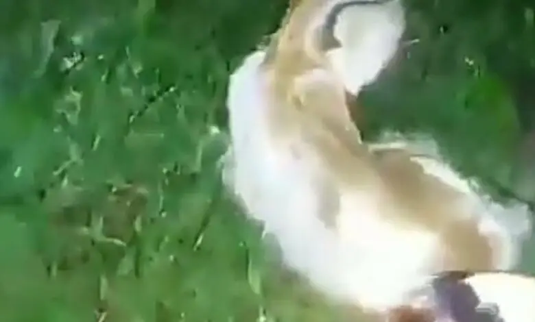 Video Kucing Dibakar Viral, Uang Jutaan Disiapkan untuk Buru Pelaku