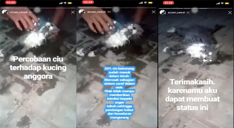 Video Kucing Dicekok Ciu Viral, Begini Penjelasan Si Perekam