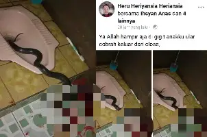 Viral! Mau Kencing, Anak Ini Temukan Ular Muncul di Lubang WC