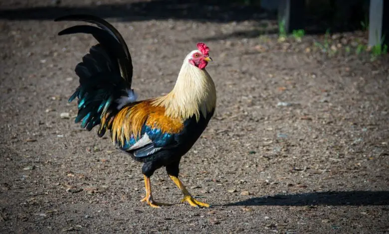 Virus PMK, Apa Bisa Menyerang Ayam? Ini Penjelasannya