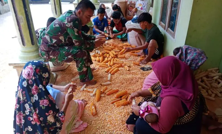 Warga Bareng Satgas TMMD Panen Jagung