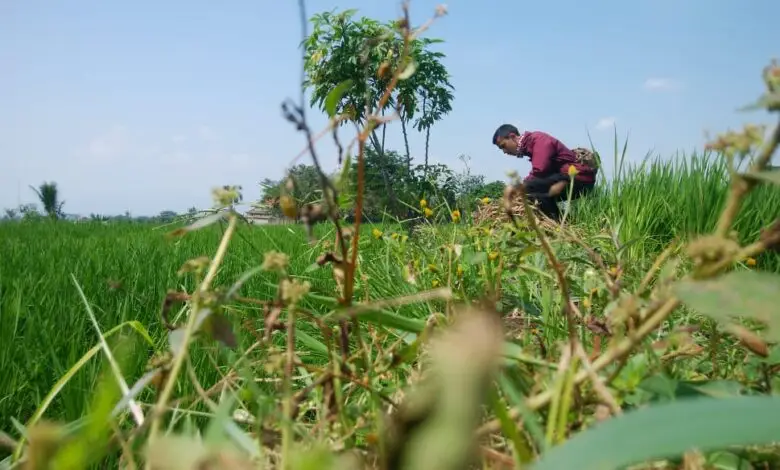 Warga Cianjur Tewas Dipatuk Ular Kobra saat Ambil Singkong