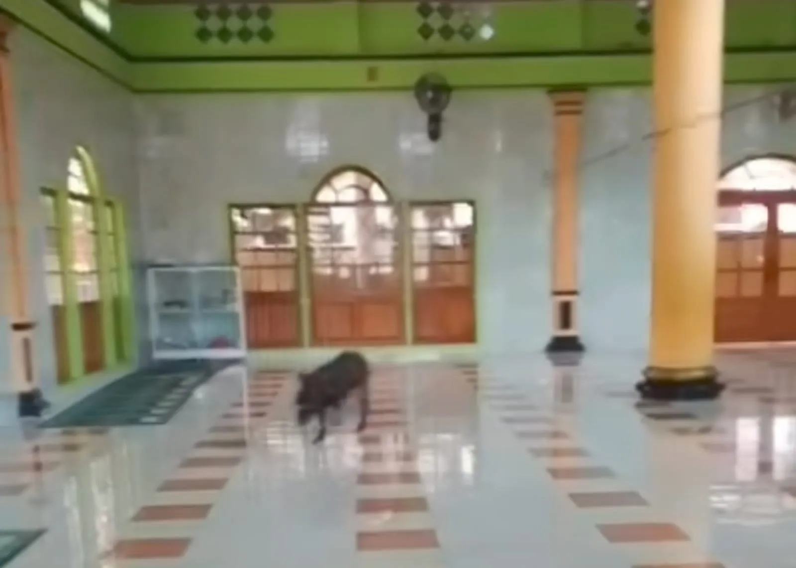 Warga Panik, Babi Hutan Masuk Masjid di Cikalong Cianjur
