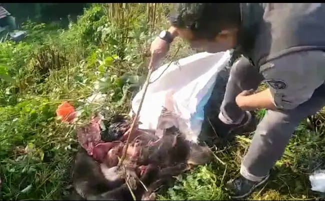 Warga Resah! Bangkai 'Bagong' Kembali Ditemukan di Jalur Protokol Cipanas, Ada yang Jual?