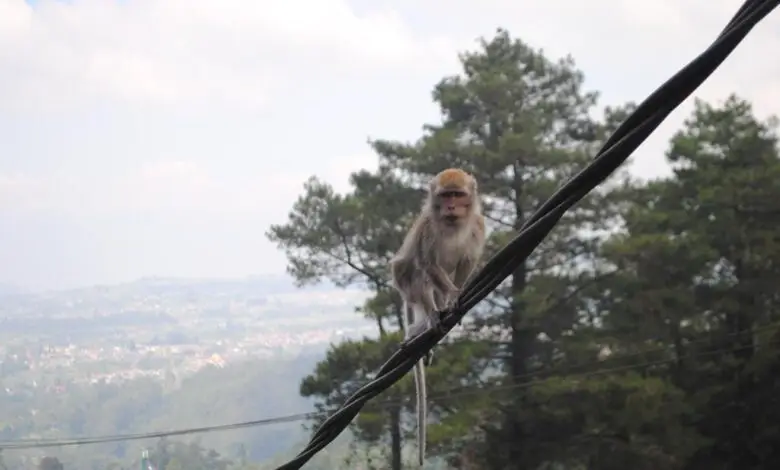 Waspada Monyet 'Turun Gunung' di Rest Area Segar Alam