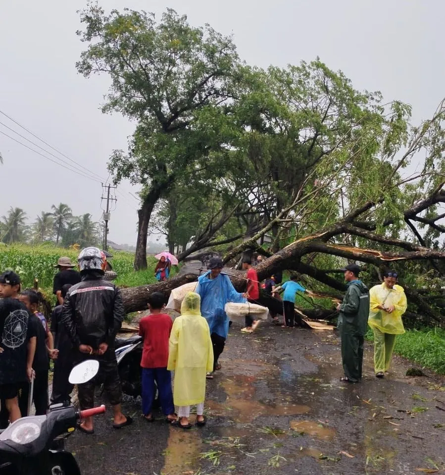 Wilayah Cianjur Diterjang Puting Beliung Hujan Deras, Belasan Pohon Tumbang Hingga Tutup Akses Jalan