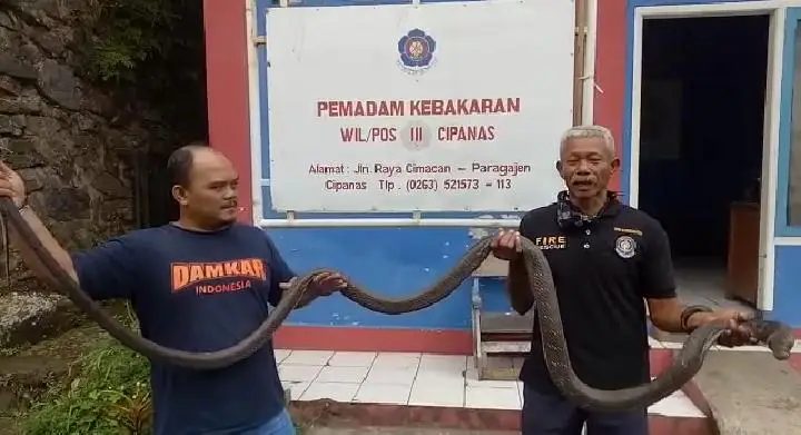 Wow! Ada Ular King Kobra Sepanjang 3,5 Meter Masuk Rumah Warga di Ciranjang