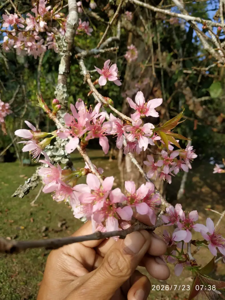 Musim Mekar Sakura Tiba, Kebun Raya Cibodas Suguhkan Panorama Memikat