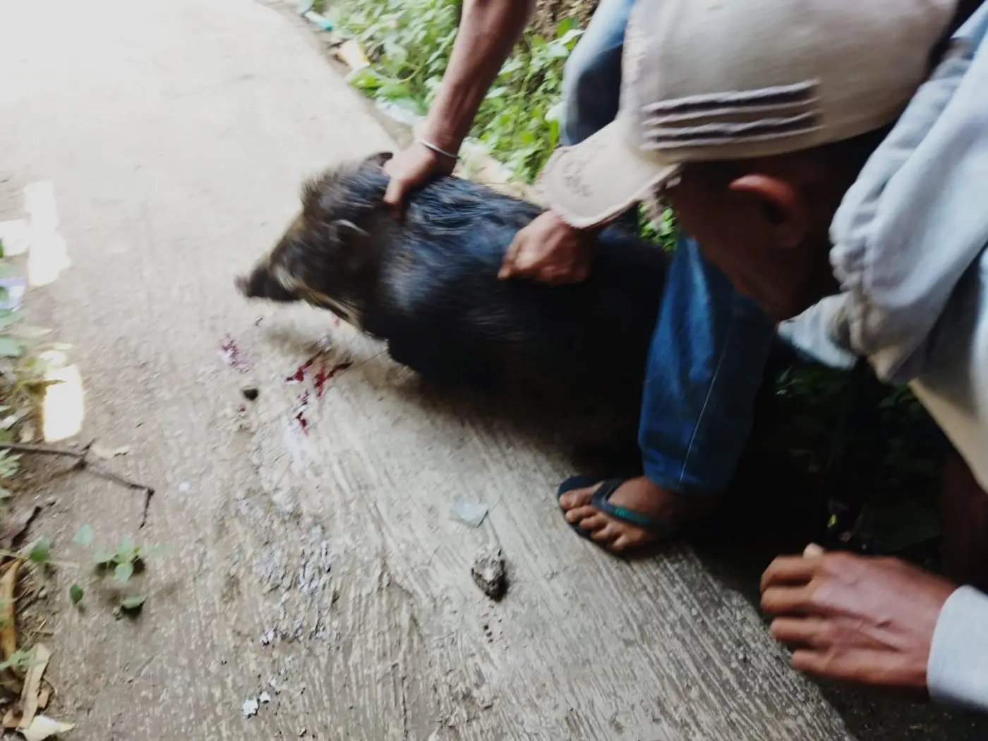 Pasien Panik, Babi Hutan Masuk Puskesmas Campaka Cianjur