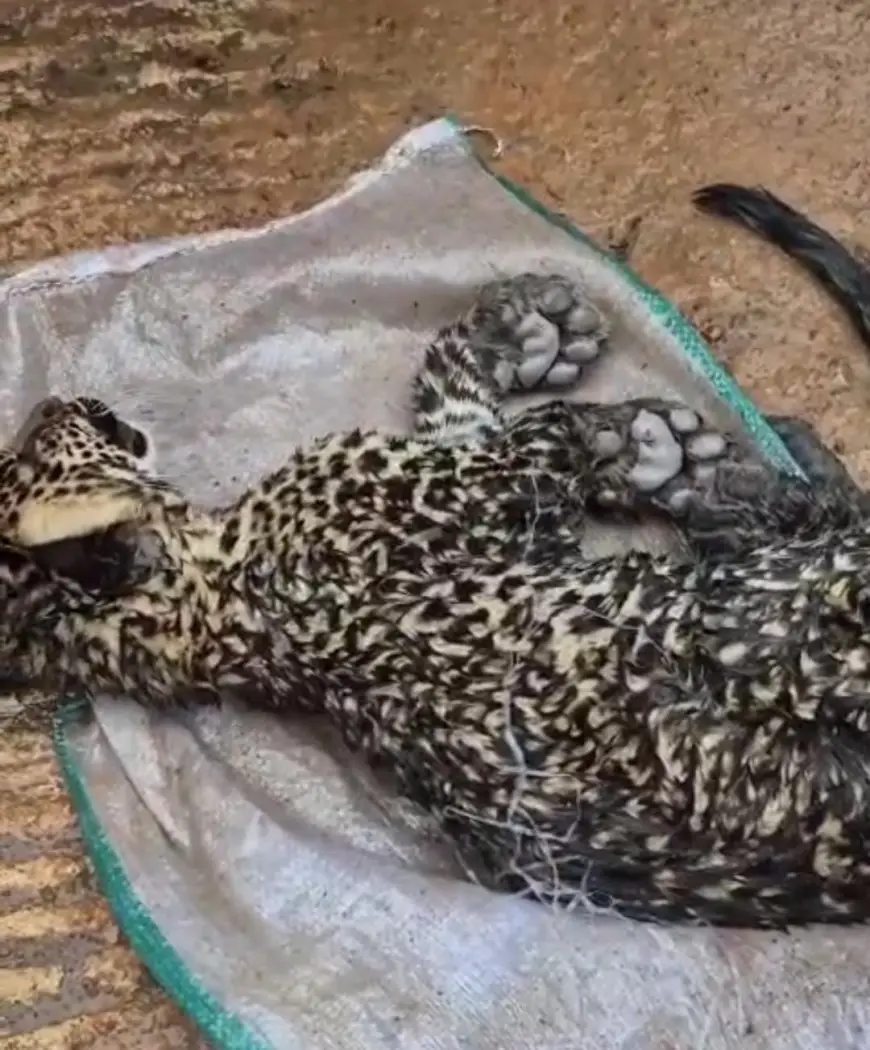 Ditemukan Sekarat di Tepi Jalan, Satwa Diduga Anak Macan Tutul Mati di Cibinong Cianjur