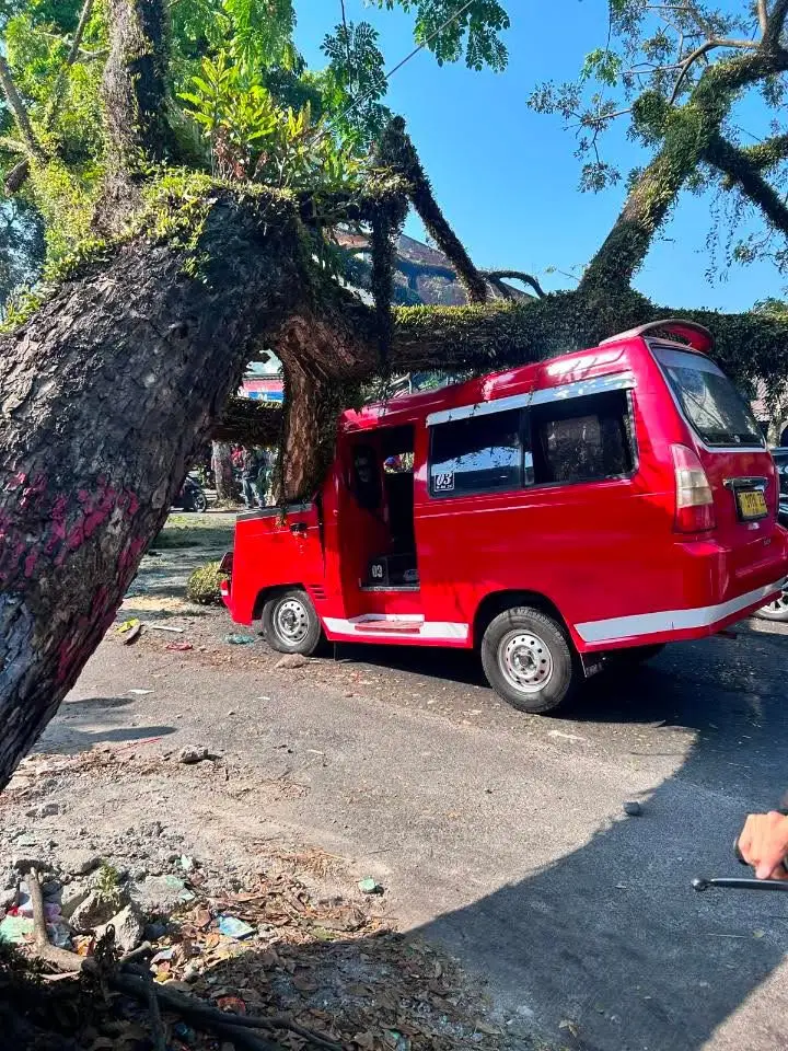 Pohon Besar Tumbang Timpa Sejumlah Kendaraan di Jalan Raya Bandung-Cianjur