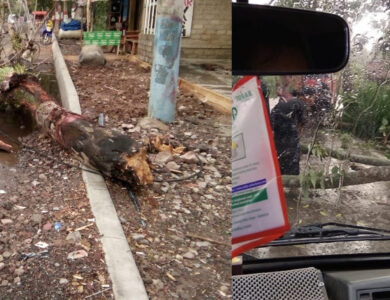 Hujan Deras di Cianjur, Pohon di Dua Titik Tumbang