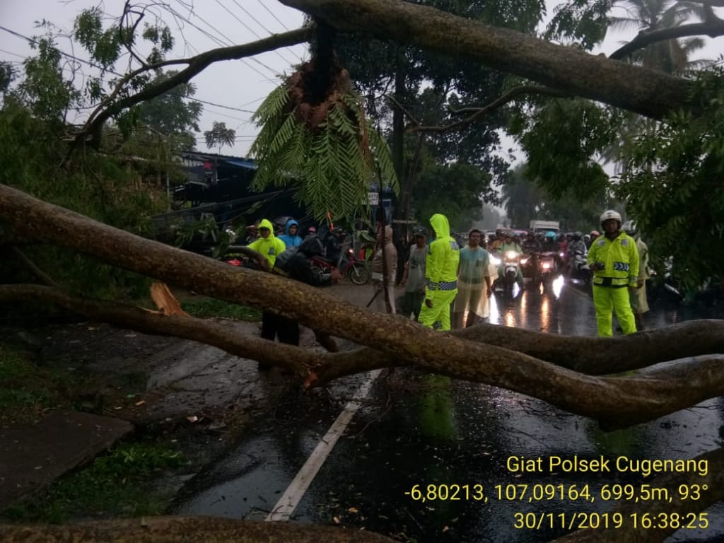 Sebuah pohon di Jalan Raya Cipanas - Cianjur, Desa Cijedil, Kecamatan Cugenang tumbang hingga menutupi badan jalan, Sabtu (30/11/2019).