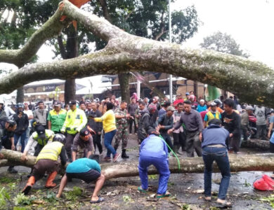 Pohon Mahoni yang Tumbang di Cugenang Masih Dievakuasi