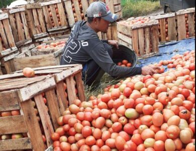 Pasokan Turun, Harga Tomat di Cipanas Naik Dua Kali Lipat