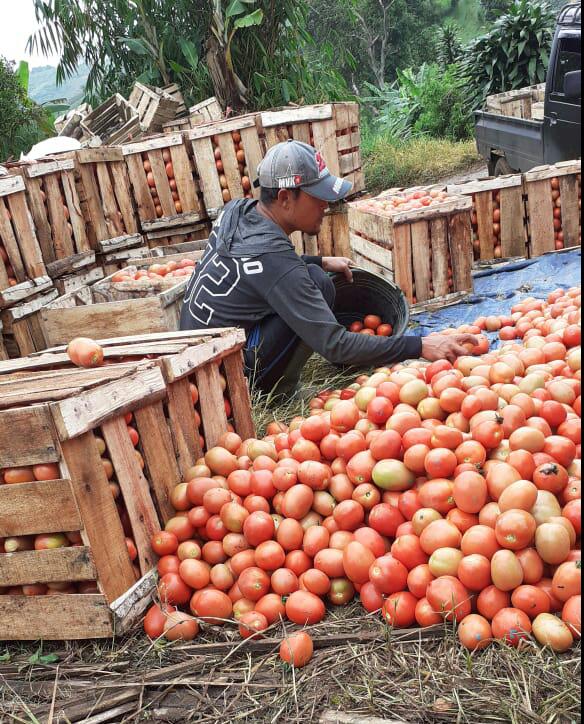 Pasokan Turun, Harga Tomat di Cipanas Naik Dua Kali Lipat