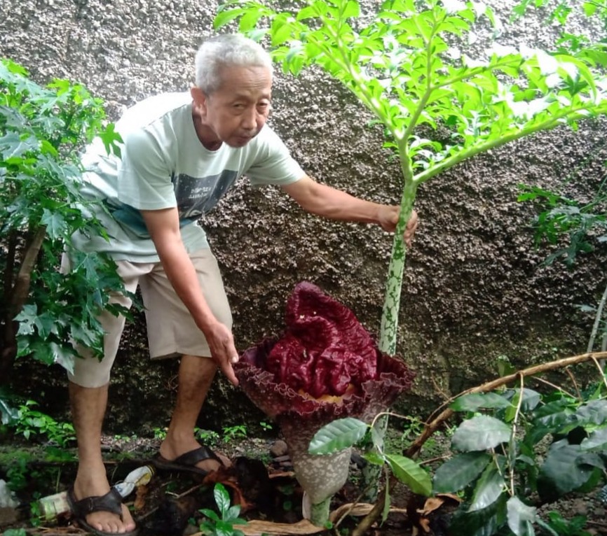 Bunga Bangkai Kembali Mekar Satu Tangkai di Pekarangan Rumah Suryanto