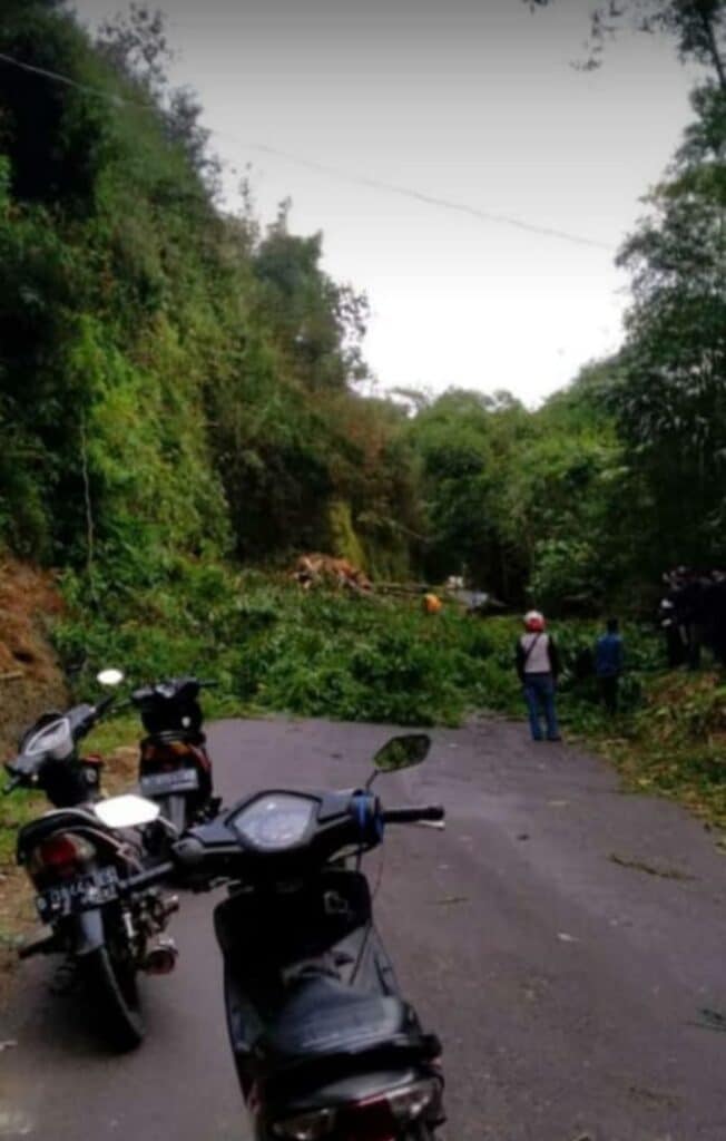 Pohon mahoni tumbang pagelaran