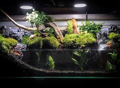 Hobi paludarium