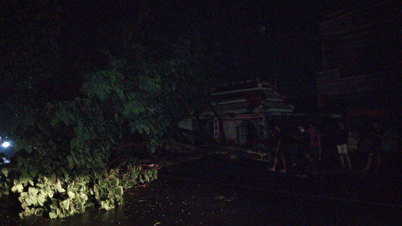 Pohon tumbang cikidang cianjur