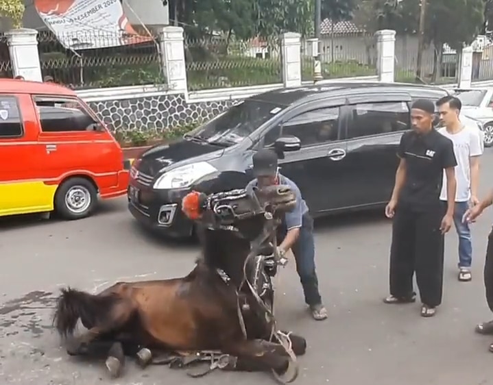 Video Kuda Penarik Delman yang Terkapar di Cianjur