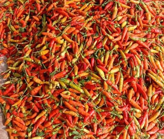 NAIK: Harga cabai rawit domba di pasar tradisional mengalami kenaikan cukup signifikan, yaitu berkisar di harga Rp80-88 ribu per kilogram. (Foto: Riski Maulana/cianjurupdate.com)