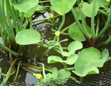 Masih Viral, Lagu Genjer-genjer Bikin Netizen Penasaran! Cek Kisahnya di Sini