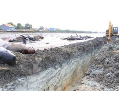 DIMAKAMKAN: 51 ekor paus pilot yang mati terdampar di Pantai Desa Patereman Madura, kini mulai dimakamkan Pemprov Jatim dengan mengerahkan dua unit eskavator. (Foto: Istimewa)