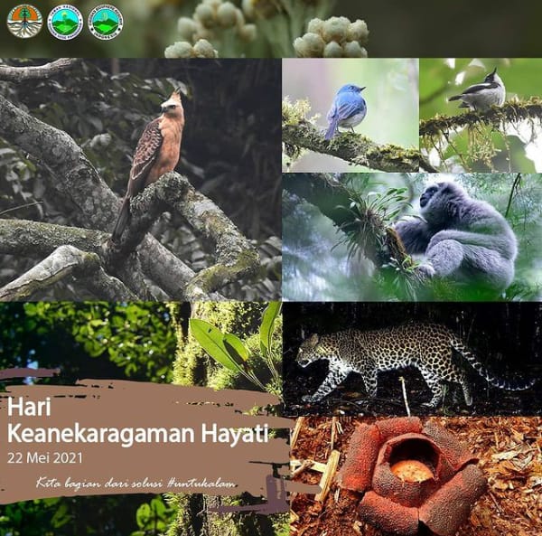 Hari Keanekaragaman Hayati Sedunia, TNGGP Gelar Foto Challage Gede Pangrango hingga Penanaman Pohon