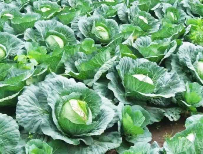 Harga Turun Drastis, Petani Sayur Kol di Kecamatan Pacet Merugi